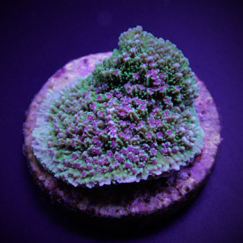 Montipora spp, (Encrusting) (Purple/Blue Polyp) (frag) 
