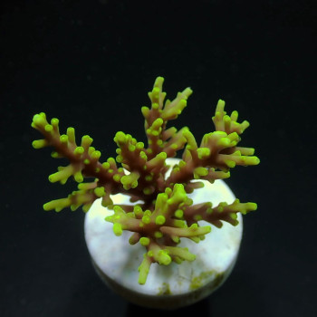 Acropora walindii (frag) 