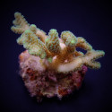 Seriatopora guttatus Green (Frag) 