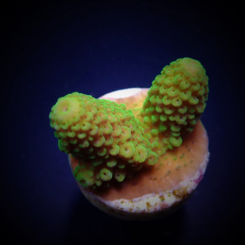 Acropora humilis (frag) 