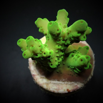 Acropora loripes (frag) 