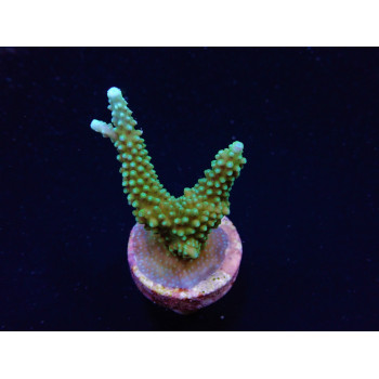 Acropora yongei (frag) 