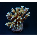 Acropora granulosa (frag) 