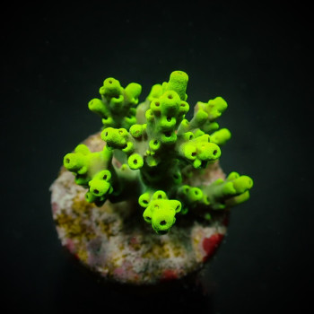 Acropora aculeus (frag) 