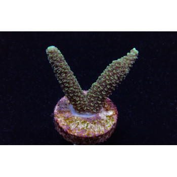 Acropora abrolhosensis (frag) 