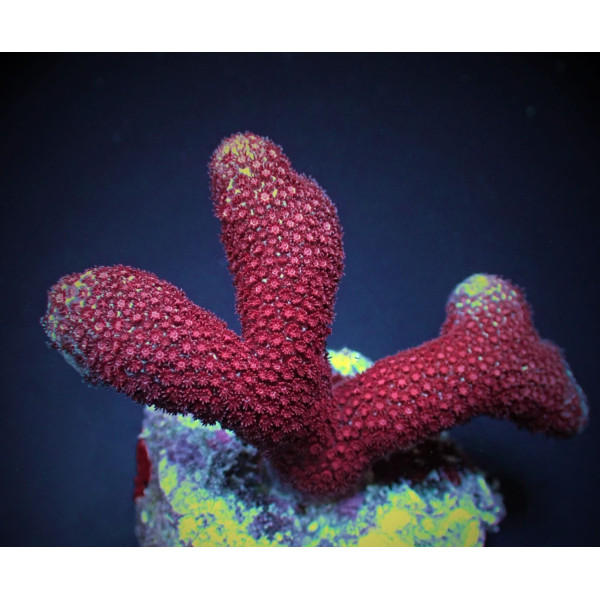 Porites spp, (Bordeaux) (frag) 