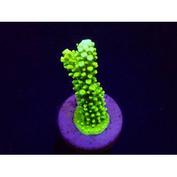 Acropora formosa (Green) (frag) 