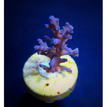 Acropora echinata (Ice Fire) (frag) 