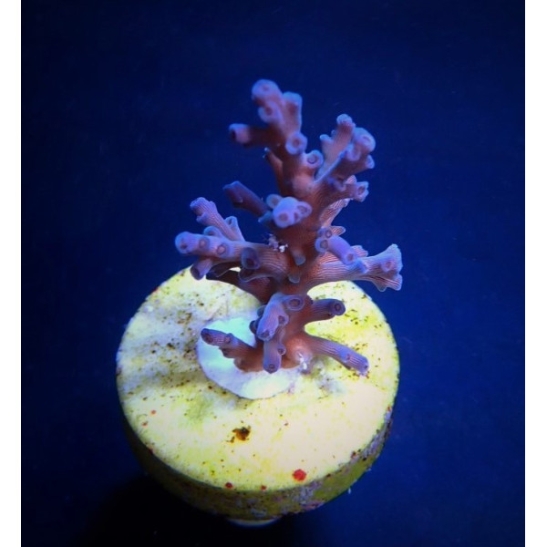 Acropora echinata (Ice Fire) (frag) 