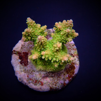 Acropora divaricata (frag) 