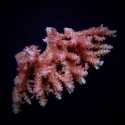 Acropora microclados SSC (Frag) 