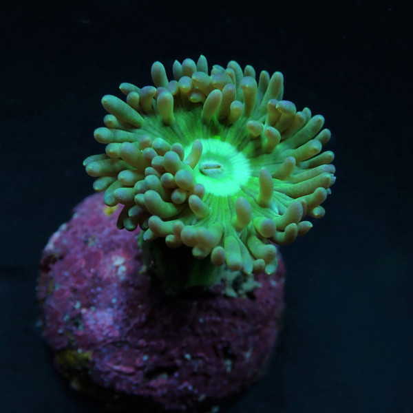 Duncanopsammia axifuga (frag) (3 plps,) 