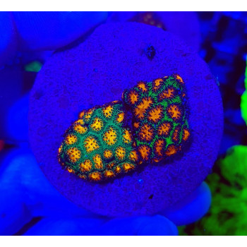 Leptastrea spp, (Ultra) (frag) 