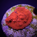 Echinophyllia spp, (Ultra) (frag) 