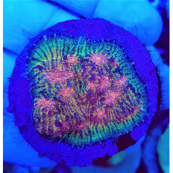 Echinophyllia spp, (Ultra) (frag) 