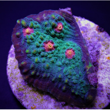 Echinophyllia spp, (Premium) (frag) 