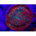 Echinophyllia spp, (Premium) (frag) 