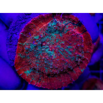 Echinophyllia spp, (Premium) (frag) 