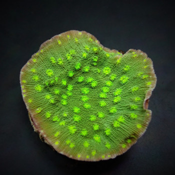Echinopora lamellosa (Premium) (frag) 