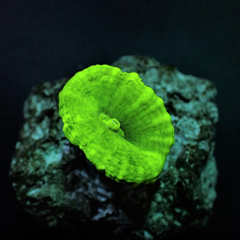 Caulastrea curvata (Green) (Ultra) (frag) 
