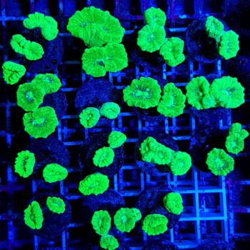 Caulastrea curvata (Green) (Ultra) (frag) 