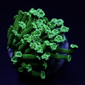 Alveopora spp, (Green) (frag) 