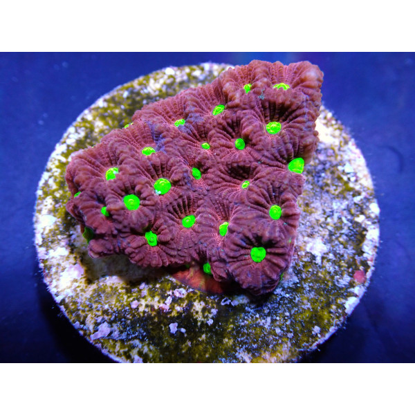 Favites pentagona (Ultra) (frag) 