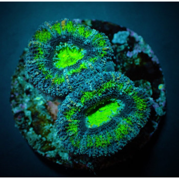 Acanthastrea lordhowensis (Green) (Premium) (frag) 