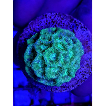 Goniastrea spp, (Green) (frag) 