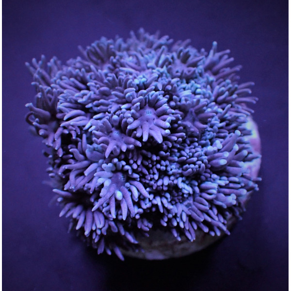 Goniopora spp, Blue/Purple (Frag) 