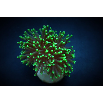 Euphyllia glabrescens (Green) (Premium) (p/h) 