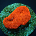 Acanthastrea bowerbanki (Ultra) (frag) 