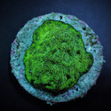 Favites spp, (Green) (frag) 