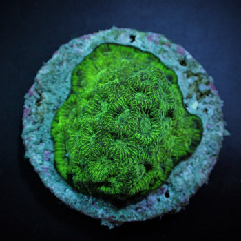 Favites spp, (Green) (frag) 