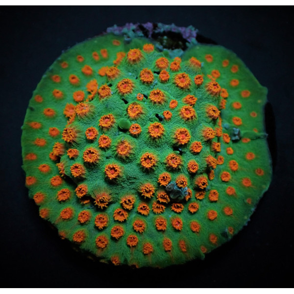 Cyphastrea spp, (Ultra) (frag) 