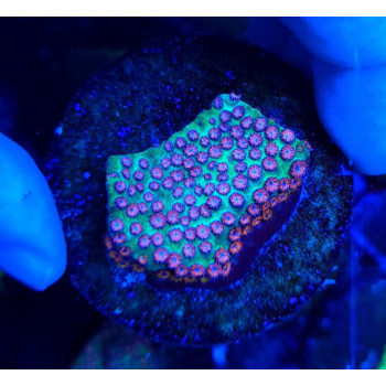 Cyphastrea spp, (Ultra) (frag) 