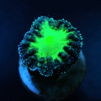 Blastomussa wellsi (Green) (1 hd,) (frag) 