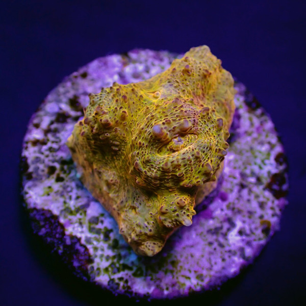 Echinophyllia spp, (Master Grade) (frag) 