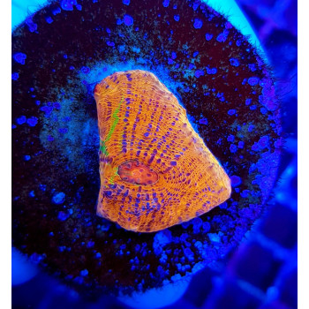 Echinophyllia spp, (Master Grade) (frag) 