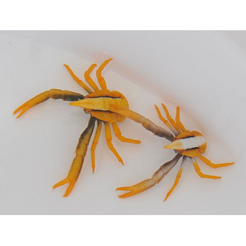 Allogalathea elegans (Premium color) 