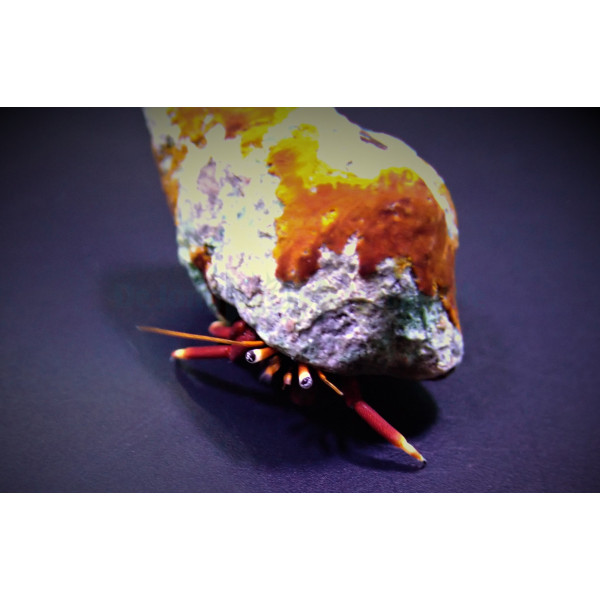 Hermit crab spp, 