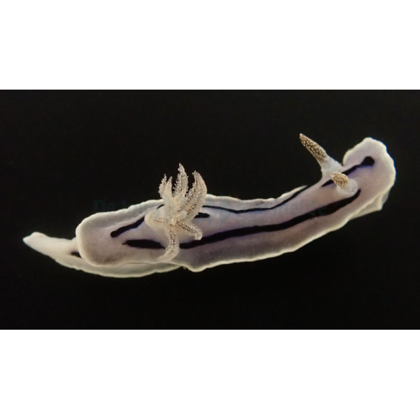 Chromodoris willani 