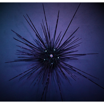 Diadema setosum 