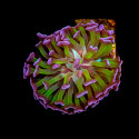 Euphyllia paraancora cateye [LOT-1] | WYSIWYG-6 
