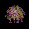 Euphyllia paraancora Ultra [LOT-1] | WYSIWYG-8 