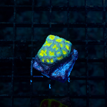 FAVITES NUCLEAR GALAXY |...