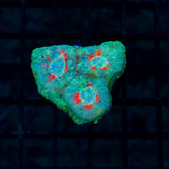 Acanthastrea echinata Ultra...