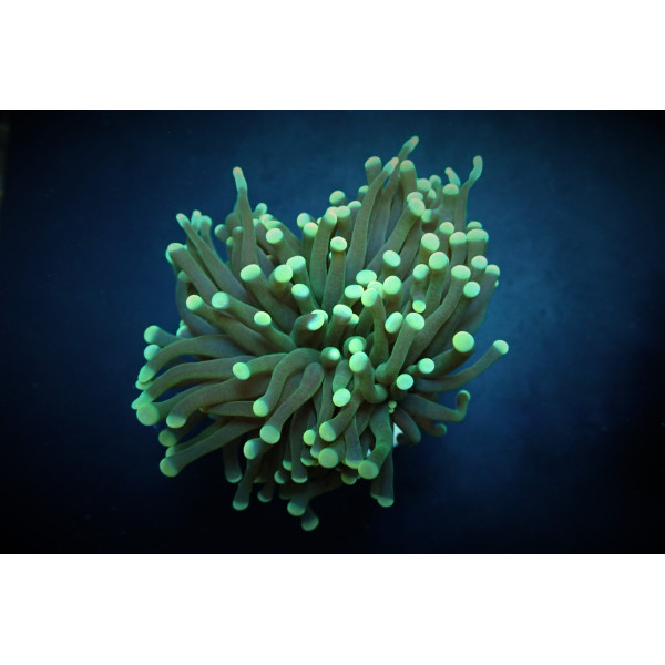 Euphyllia cristata (Premium) (p/h) 