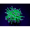 Euphyllia cristata (Super Ultra) (p/h) 