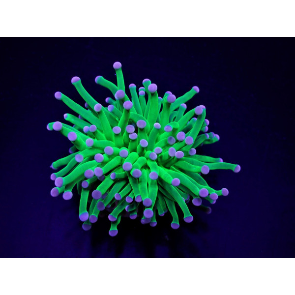Euphyllia cristata (Super Ultra) (p/h) 